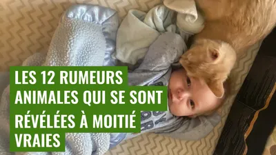 Les 12 rumeurs animales qui se sont révélées à moitié vraies
