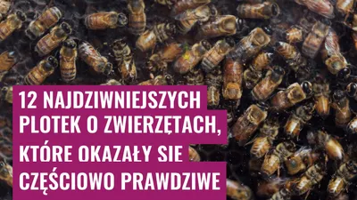 12 najdziwniejszych plotek o zwierzętach, które okazały się częściowo prawdziwe
