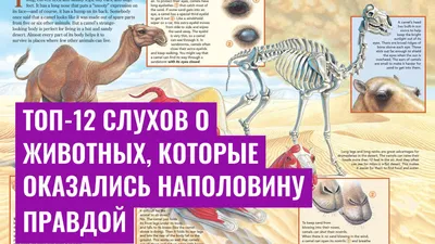 Топ-12 слухов о животных, которые оказались наполовину правдой
