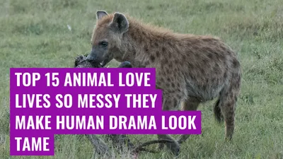 Top 15 Animal Love Lives So Messy They Make Human Drama Look Tame
