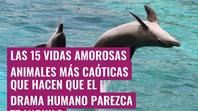 Las 15 vidas amorosas animales más caóticas que hacen que el drama humano parezca tranquilo
