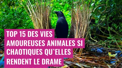 Top 15 des vies amoureuses animales si chaotiques qu'elles rendent le drame humain sage
