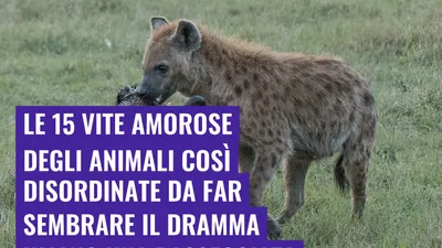Le 15 vite amorose degli animali così disordinate da far sembrare il dramma umano una passeggiata
