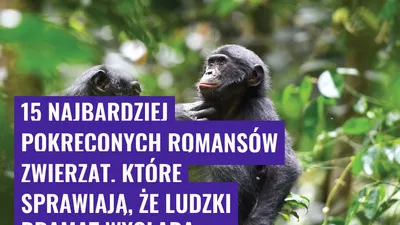 15 najbardziej pokręconych romansów zwierząt, które sprawiają, że ludzki dramat wygląda łagodnie
