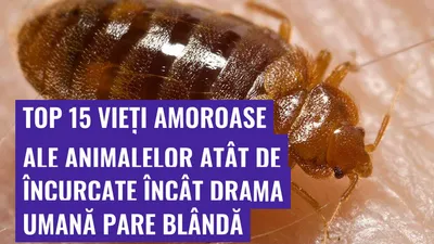 Top 15 vieți amoroase ale animalelor atât de încurcate încât drama umană pare blândă
