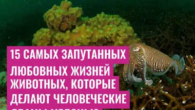 15 самых запутанных любовных жизней животных, которые делают человеческие драмы мелочью
