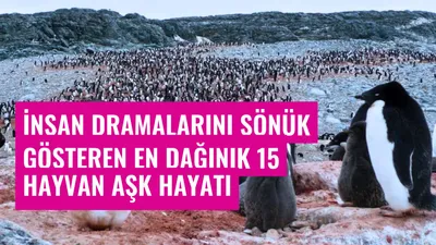 İnsan dramalarını sönük gösteren en dağınık 15 hayvan aşk hayatı
