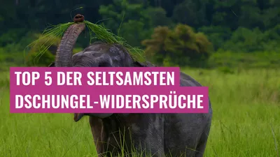 Top 5 der seltsamsten Dschungel-Widersprüche
