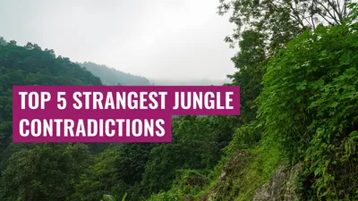 Top 5 Strangest Jungle Contradictions
