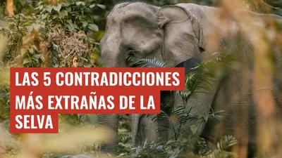 Las 5 contradicciones más extrañas de la selva
