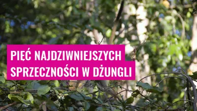 Pięć najdziwniejszych sprzeczności w dżungli
