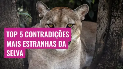 Top 5 Contradições Mais Estranhas da Selva
