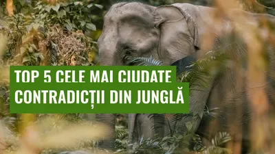 Top 5 cele mai ciudate contradicții din junglă
