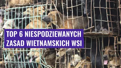 Top 6 Niespodziewanych Zasad Wietnamskich Wsi